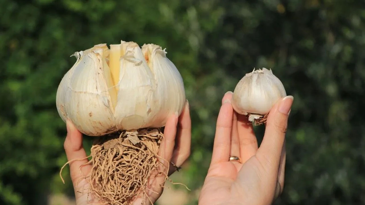 Foto - Aksaray'ın organik sarımsağı Rusya ve Almanya'ya kilo kilo satılıyor: Yurtdışından talep arttı! Öyle bir şey ki...