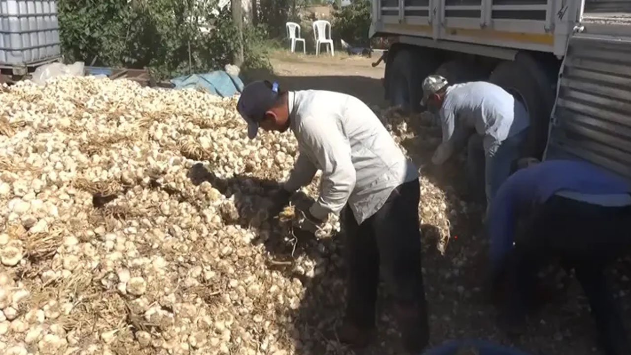 Foto - Aksaray'ın organik sarımsağı Rusya ve Almanya'ya kilo kilo satılıyor: Yurtdışından talep arttı! Öyle bir şey ki...