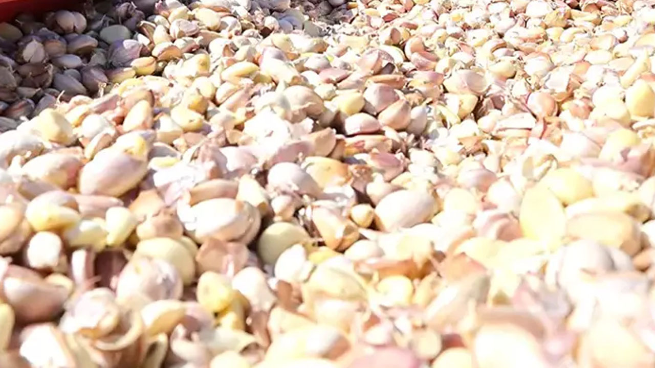 Foto - Aksaray'ın organik sarımsağı Rusya ve Almanya'ya kilo kilo satılıyor: Yurtdışından talep arttı! Öyle bir şey ki...