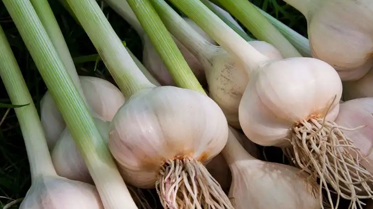 Foto - Aksaray'ın organik sarımsağı Rusya ve Almanya'ya kilo kilo satılıyor: Yurtdışından talep arttı! Öyle bir şey ki...