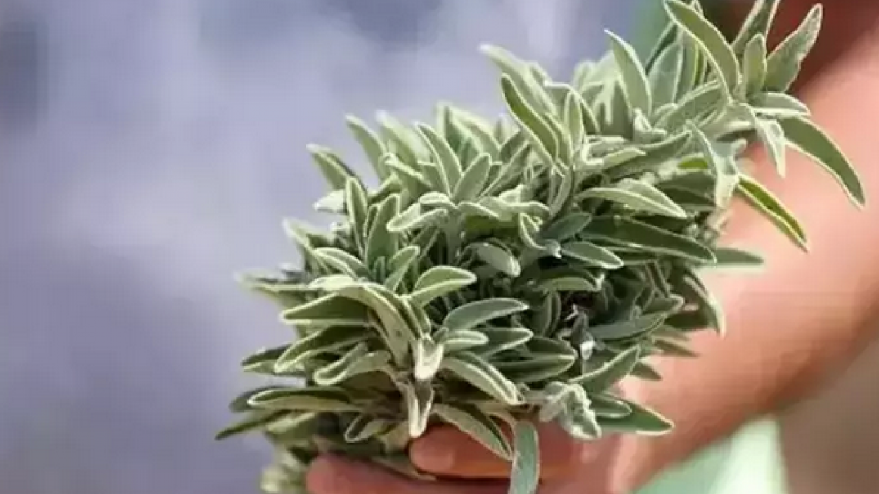 Foto - Aktardan alıp bardak bardak için! Metabolizmayı canavar gibi yapıyor, şişkinlikten artık eser kalmayacak…