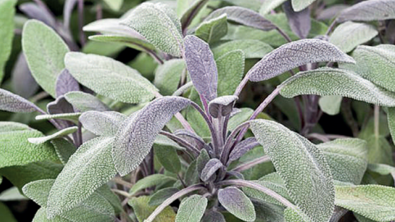 Aktardan alıp bardak bardak için! Metabolizmayı canavar gibi yapıyor, şişkinlikten artık eser kalmayacak…