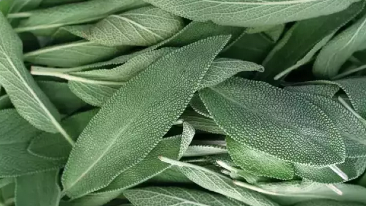 Foto - Aktardan alıp bardak bardak için! Metabolizmayı canavar gibi yapıyor, şişkinlikten artık eser kalmayacak…