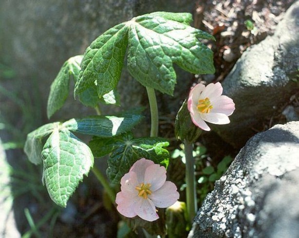 Foto - Aktarlarda satışı yasaklanan ürünler