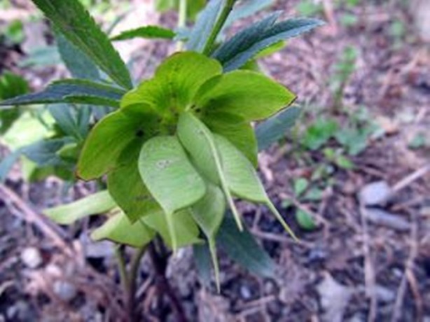 Foto - Aktarlarda satışı yasaklanan ürünler