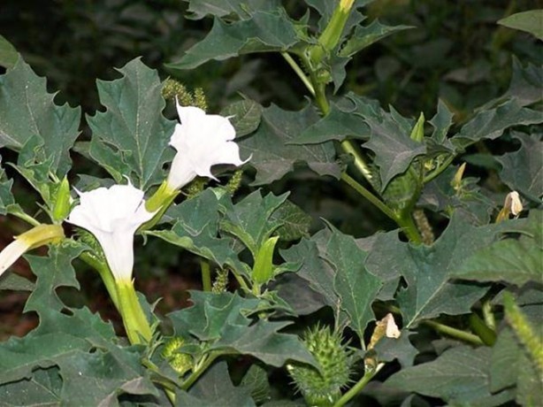 Foto - Aktarlarda satışı yasaklanan ürünler