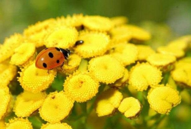 Foto - Aktarlarda satışı yasaklanan ürünler