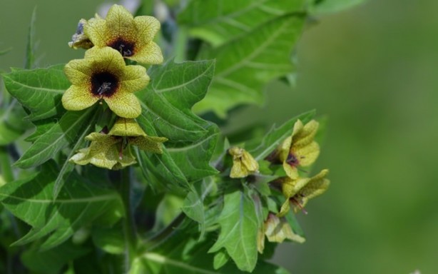 Foto - Aktarlarda satışı yasaklanan ürünler