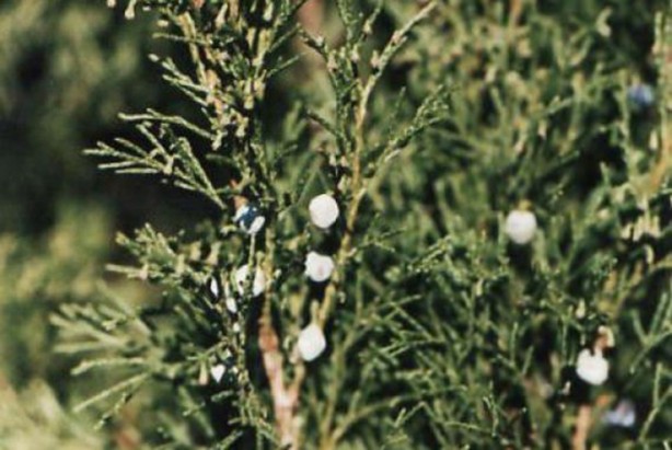 Foto - Aktarlarda satışı yasaklanan ürünler