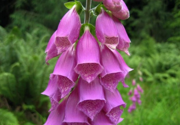 Foto - Aktarlarda satışı yasaklanan ürünler