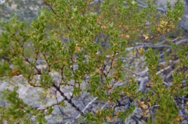 Foto - Aktarlarda satışı yasaklanan ürünler