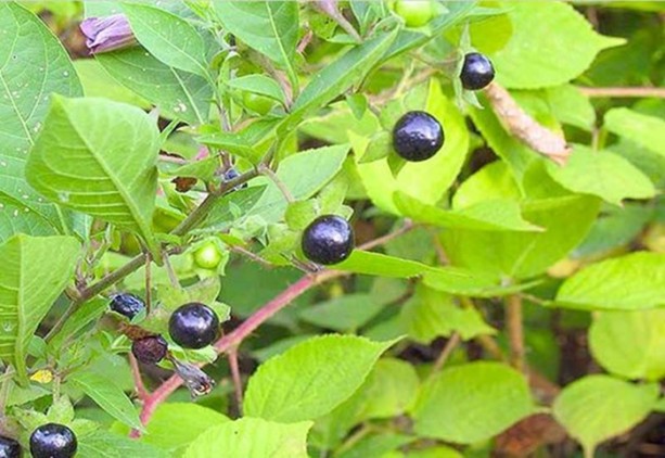 Foto - Aktarlarda satışı yasaklanan ürünler