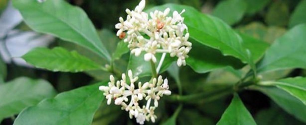 Foto - Aktarlarda satışı yasaklanan ürünler