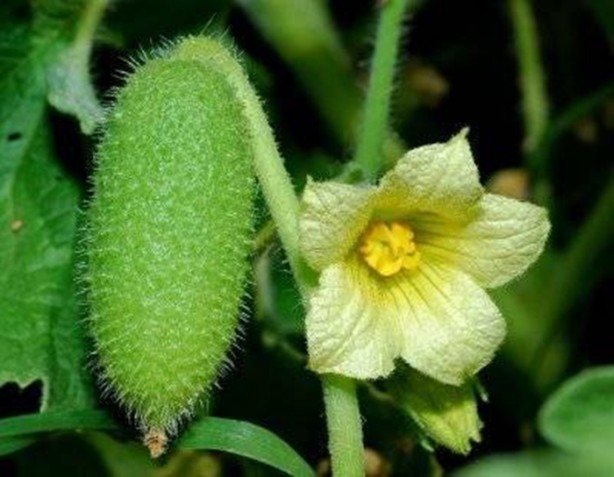 Foto - Aktarlarda satışı yasaklanan ürünler