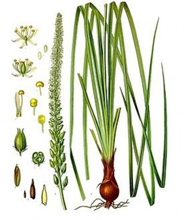 Foto - Aktarlarda satışı yasaklanan ürünler