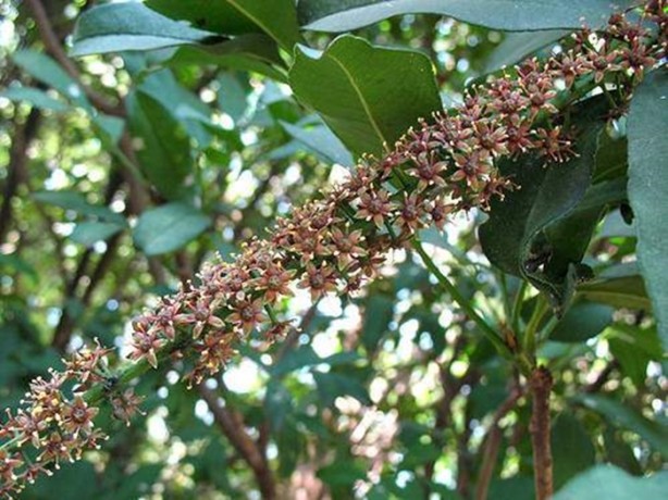 Foto - Aktarlarda satışı yasaklanan ürünler