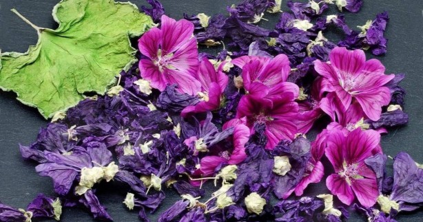 Foto - Aktarlarda yok satan ebegümeci tam bir şifa kaynağı