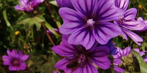 Foto - Aktarlarda yok satan ebegümeci tam bir şifa kaynağı