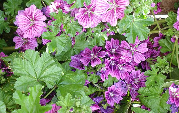 Foto - Aktarlarda yok satan ebegümeci tam bir şifa kaynağı