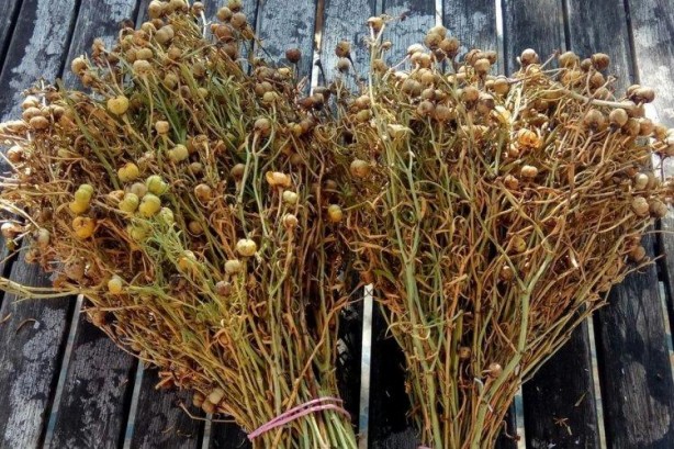 Foto - Aktarlarda yok satıyor! Maddi ve manevi şifa sağlıyor