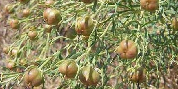 Foto - Aktarlarda yok satıyor! Maddi ve manevi şifa sağlıyor