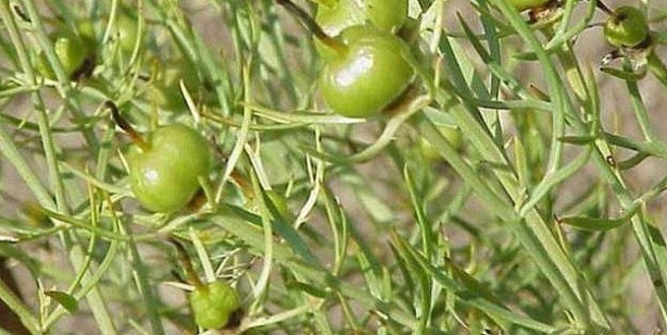 Foto - Aktarlarda yok satıyor! Maddi ve manevi şifa sağlıyor