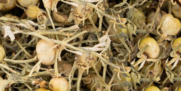 Foto - Aktarlarda yok satıyor! Maddi ve manevi şifa sağlıyor