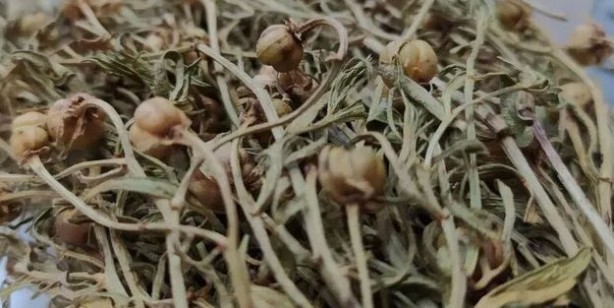 Foto - Aktarlarda yok satıyor! Maddi ve manevi şifa sağlıyor