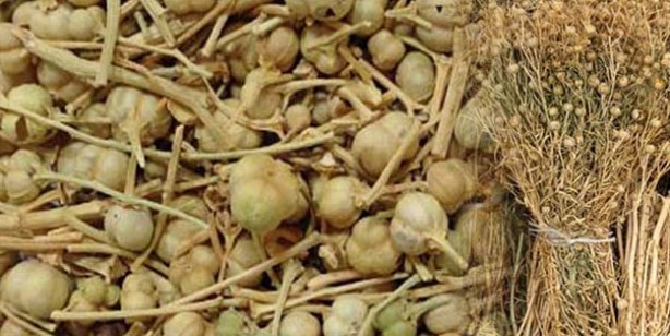 Foto - Aktarlarda yok satıyor! Maddi ve manevi şifa sağlıyor