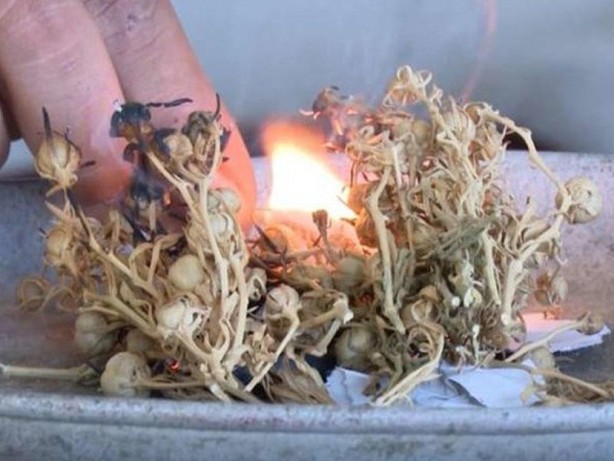 Aktarlarda yok satıyor! Maddi ve manevi şifa sağlıyor