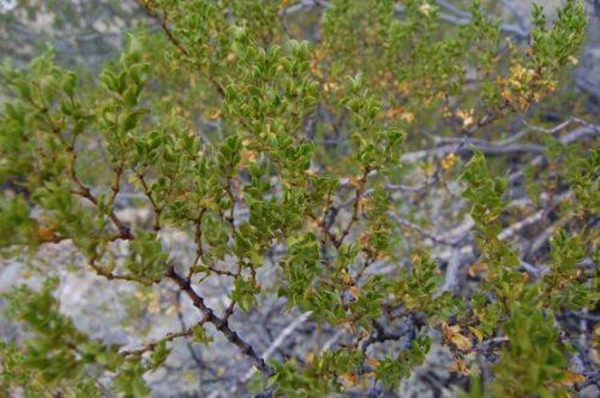 Foto - Aktarlardan bu ürünleri sakın almayın! Yasaklandılar!