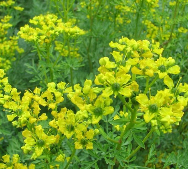 Foto - Aktarlardan bu ürünleri sakın almayın! Yasaklandılar!