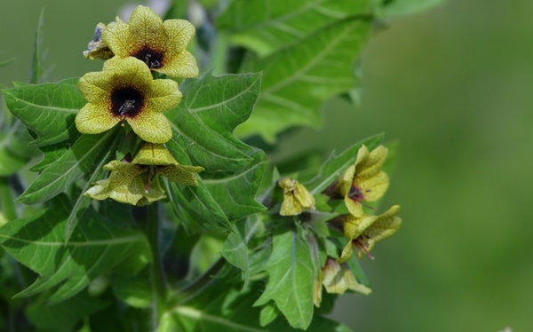 Foto - Aktarlardan bu ürünleri sakın almayın! Yasaklandılar!