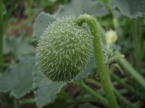 Foto - Aktarlardan bu ürünleri sakın almayın! Yasaklandılar!