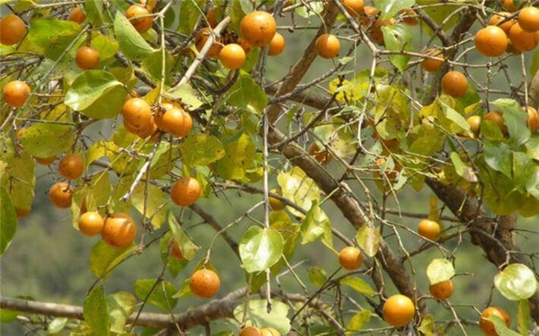 Foto - Aktarlardan bu ürünleri sakın almayın! Yasaklandılar!
