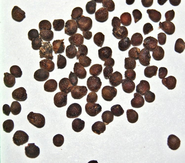 Foto - Aktarlardan bu ürünleri sakın almayın! Yasaklandılar!