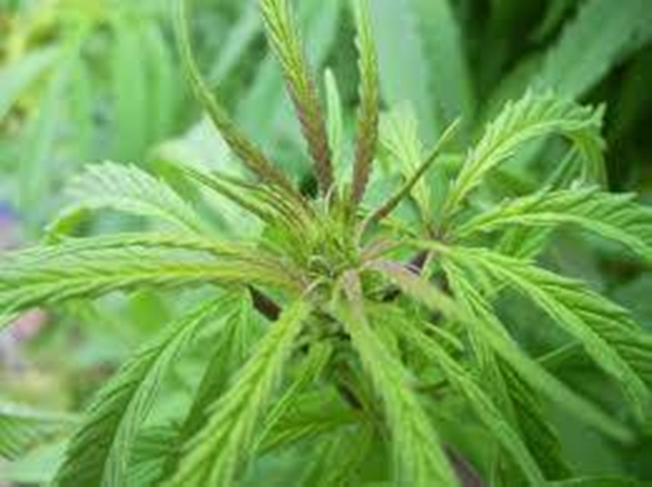 Foto - Aktarlardan bu ürünleri sakın almayın! Yasaklandılar!