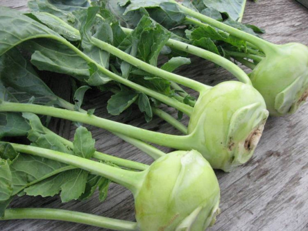 Foto - Alabaş kanserden koruyor!