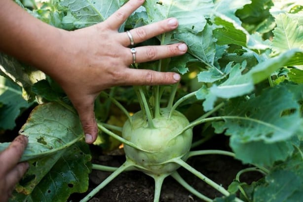 Foto - Alabaş kanserden koruyor!