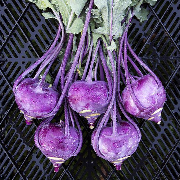 Alabaş kanserden koruyor!