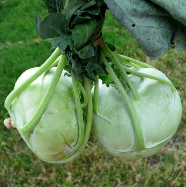 Foto - Alabaş kanserden koruyor!