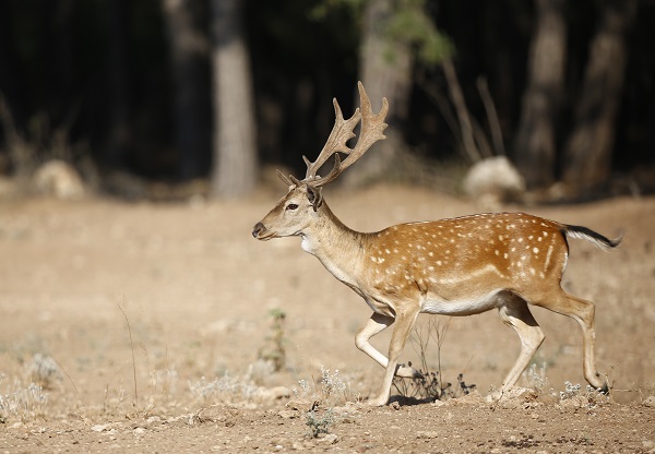Foto - Alageyiklerin nesli böyle korunuyor