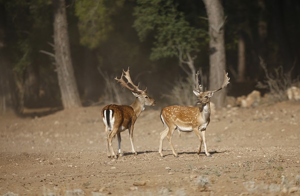Foto - Alageyiklerin nesli böyle korunuyor