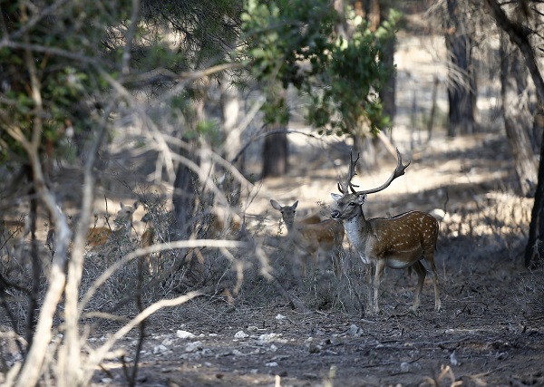 Foto - Alageyiklerin nesli böyle korunuyor