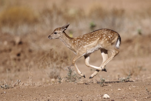 Foto - Alageyiklerin nesli böyle korunuyor
