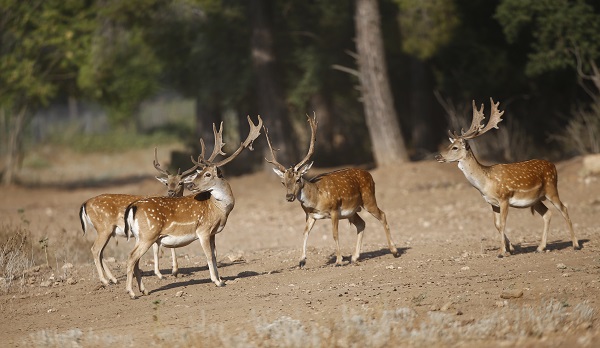 Foto - Alageyiklerin nesli böyle korunuyor