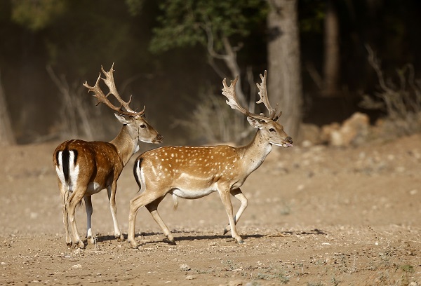 Foto - Alageyiklerin nesli böyle korunuyor