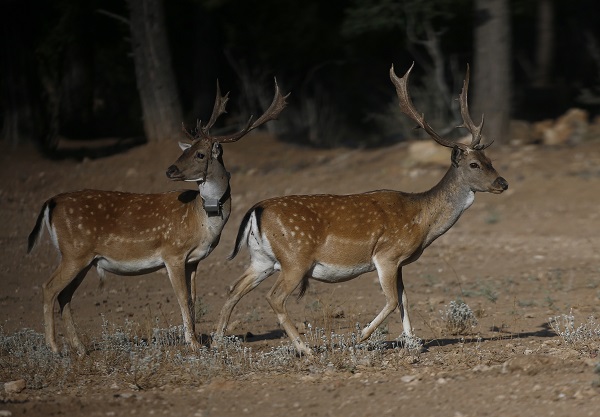 Foto - Alageyiklerin nesli böyle korunuyor
