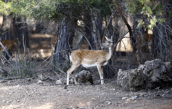 Foto - Alageyiklerin nesli böyle korunuyor