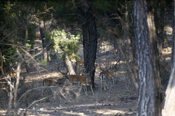 Foto - Alageyiklerin nesli böyle korunuyor